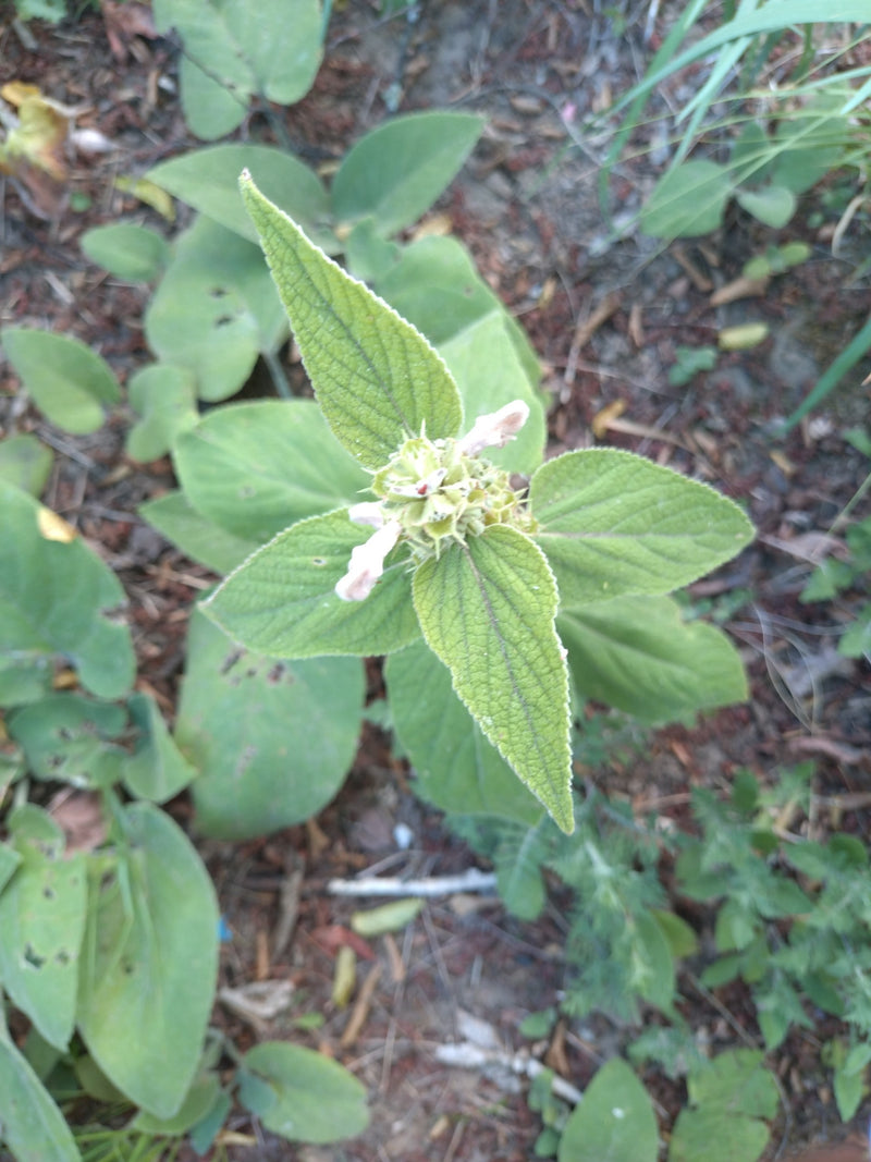 L'immagine mostra una stachis selvatica che cresce sul terreno della foresta, vista dall'alto. Le caratteristiche foglie opposte e i fiori sono chiaramente v...