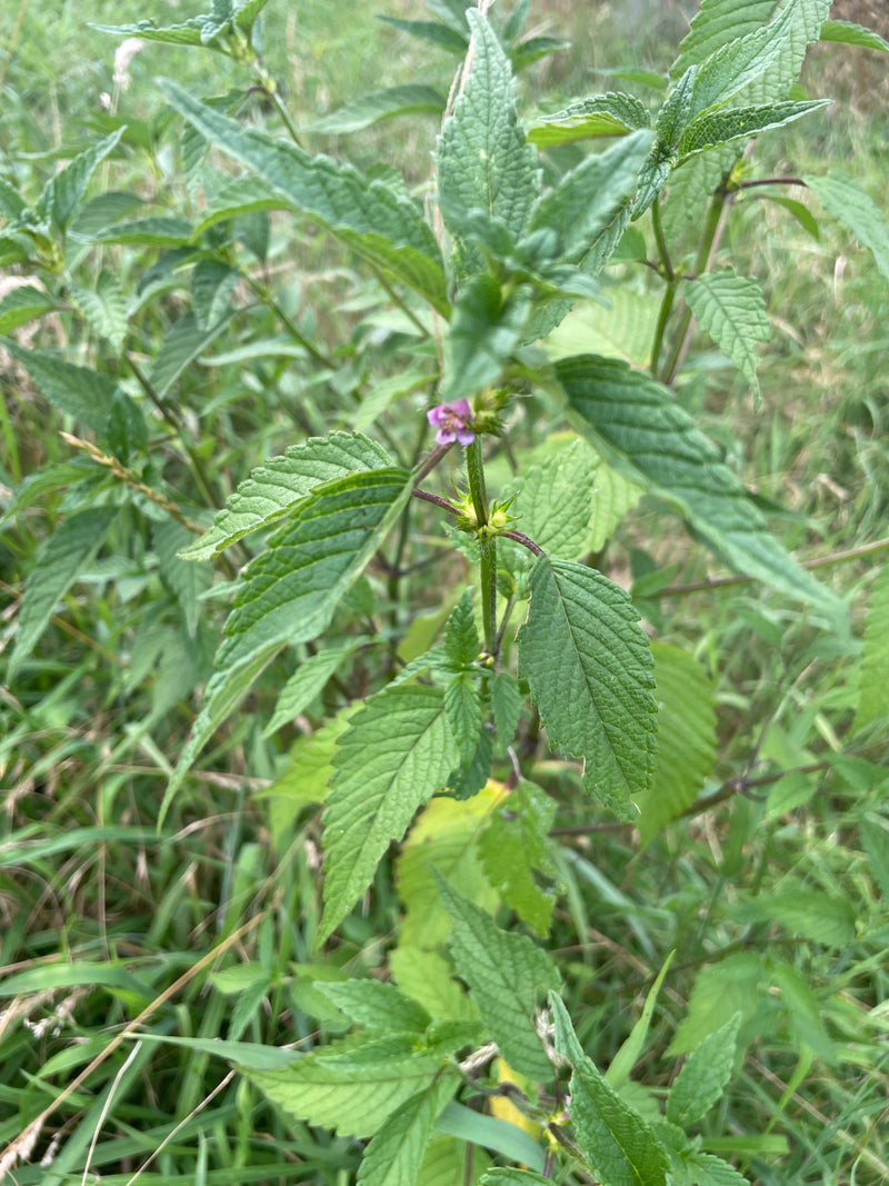 Si vede una pianta verde con foglie dentate e un piccolo fiore viola. Si tratta della stregua selvatica in un ambiente di prato.