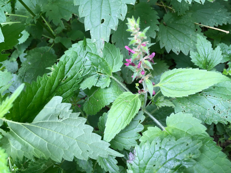 È visibile una pianta fiorita di stregua selvatica con i suoi tipici fiori rosso porpora e le foglie dentate. Cresce in mezzo al verde in un ambiente naturale.