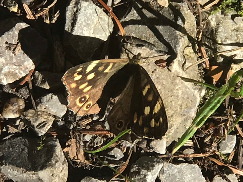 Gioco da tavolo nella foresta — foto 1 di 2