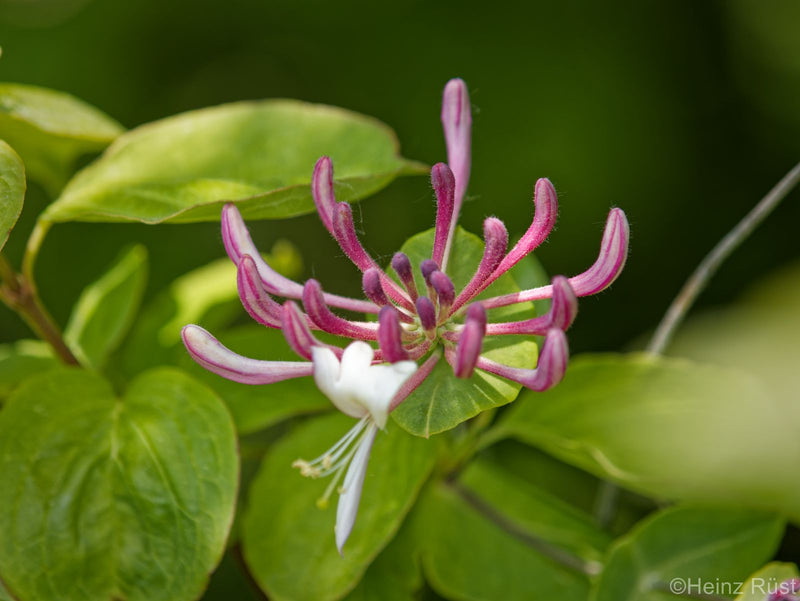 Caprifoglio — Bild 1
