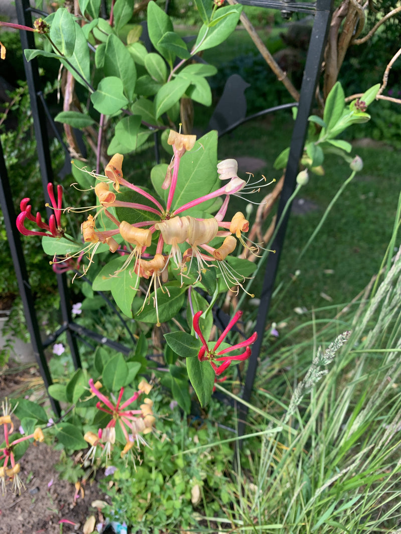 L'immagine mostra i fiori tipici e le foglie verdi del caprifoglio che crescono su un graticcio in un giardino.