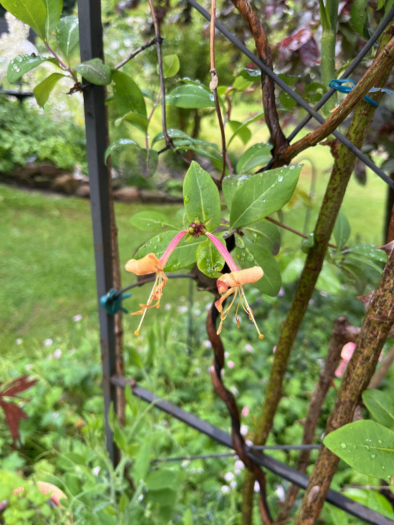 L'immagine mostra i caratteristici fiori rossastri-gialli e le foglie verdi di un caprifoglio. Si arrampica su un traliccio in un giardino.