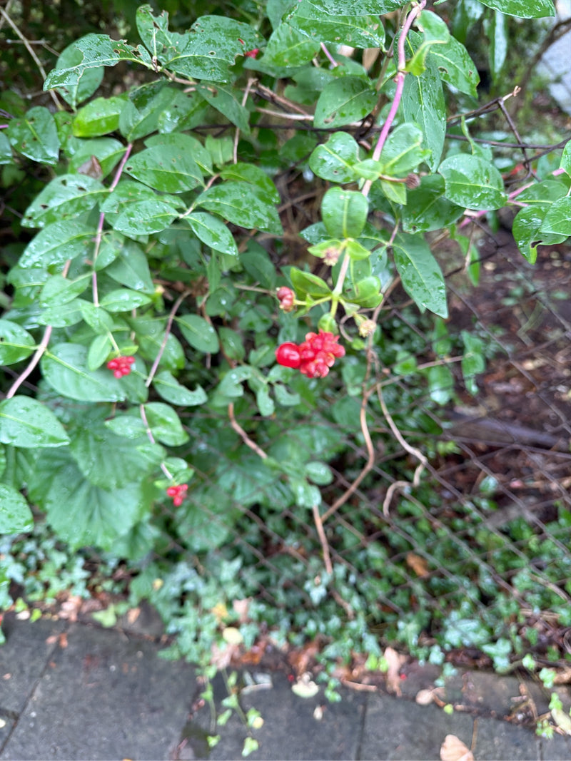 Si vede una pianta rampicante con fogliame verde e caratteristiche bacche rosse. Lo scatto mostra la pianta in un ambiente naturale su una recinzione.