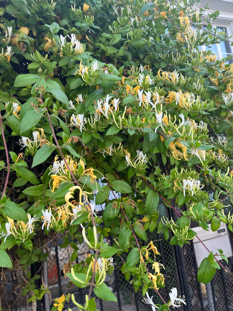 Si vede un caprifoglio in fiore con caratteristiche fiori bianco-gialli e foglie verdi che si arrampica su una recinzione.