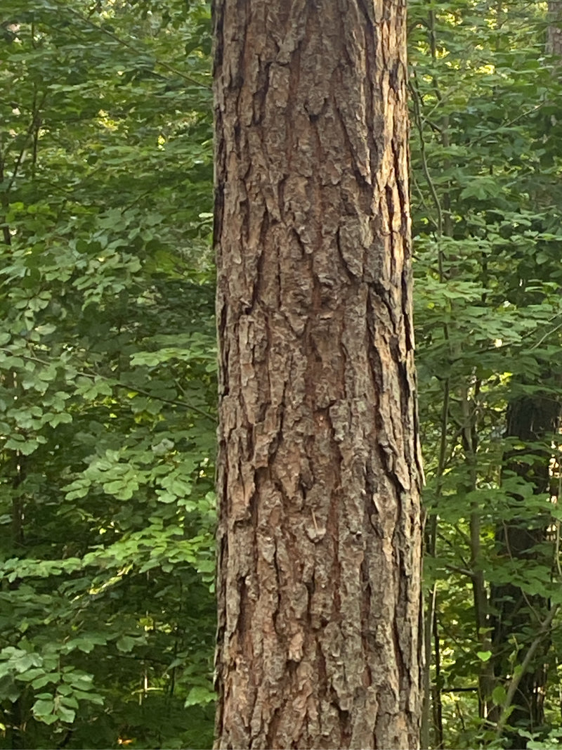 Si vede il tronco di un pino silvestre con la sua tipica corteccia screpolata. Sfondo di bosco di latifoglie verde.