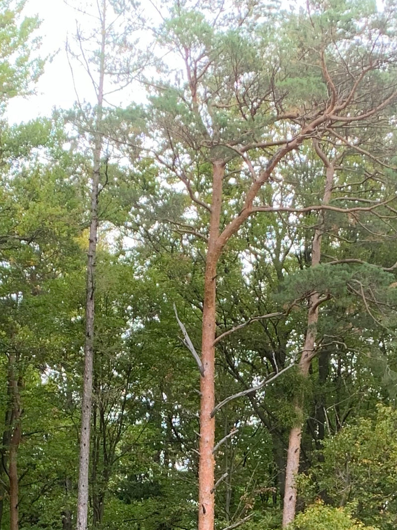 Sono visibili pini silvestri adulti con i loro tipici tronchi marrone-rossastro e la chioma di aghi verdi. Si trovano in un bosco estivo.