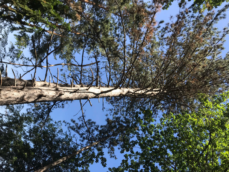 Si vede il tronco e la chioma di un pino silvestre dal basso contro il cielo azzurro. I rami e gli aghi caratteristici sono chiaramente riconoscibili.
