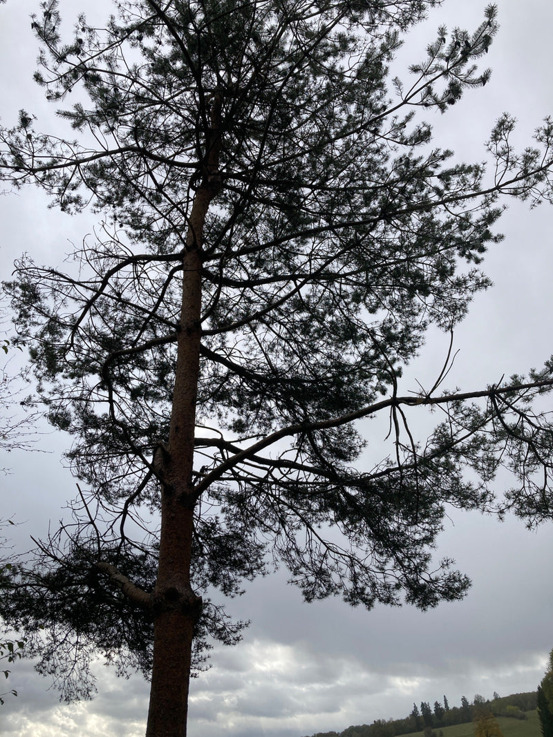 Un alto pino silvestre con chioma espansa e aghi si staglia contro un cielo coperto.