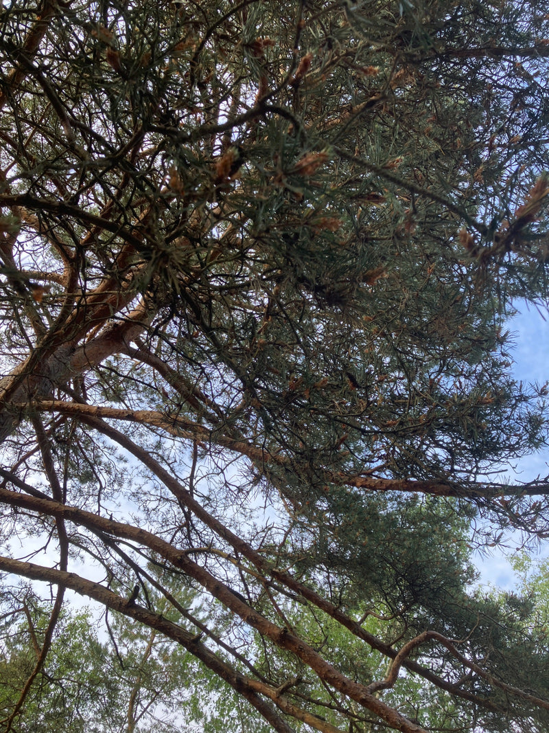 L'immagine mostra una vista verso l'alto nella chioma di un pino silvestre con rami e aghi tipici sullo sfondo del cielo. La corteccia rossastra e i rami ram...