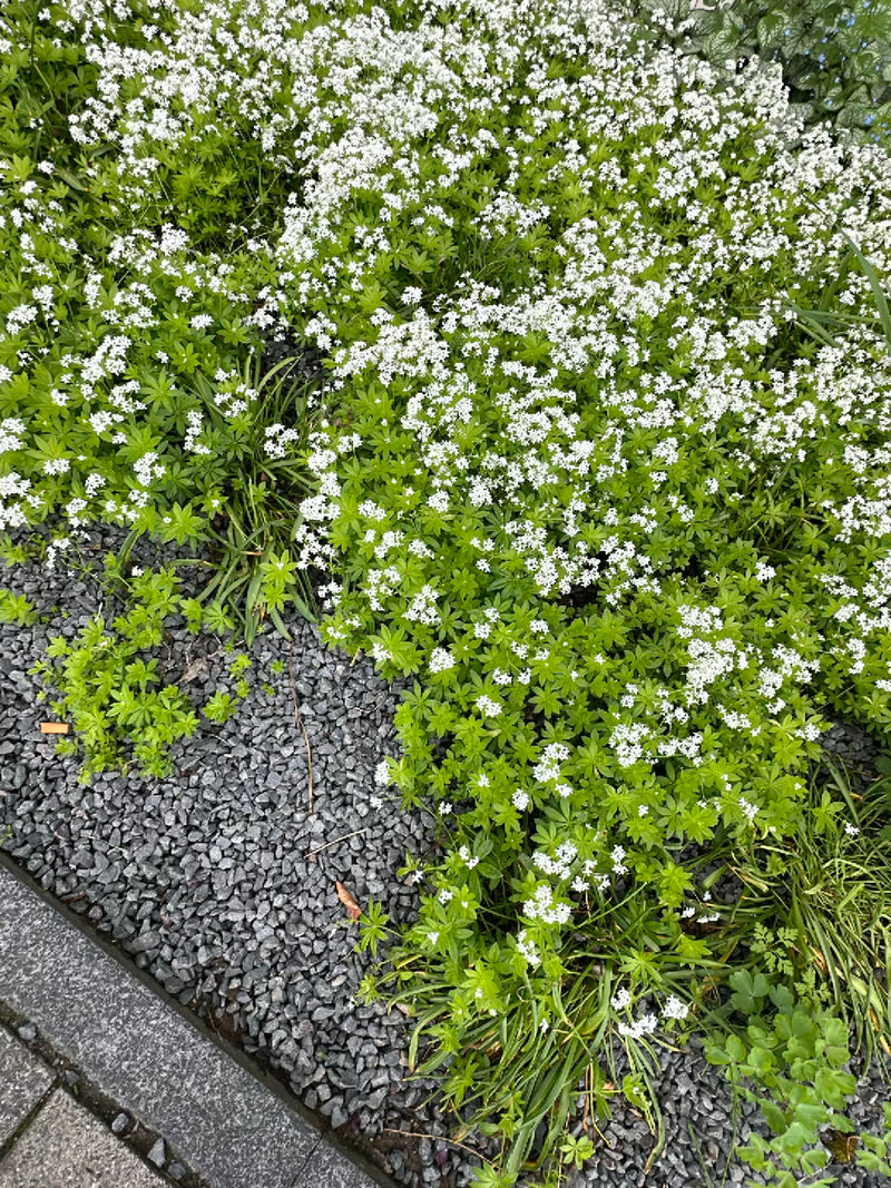 Asperula — Bild 1