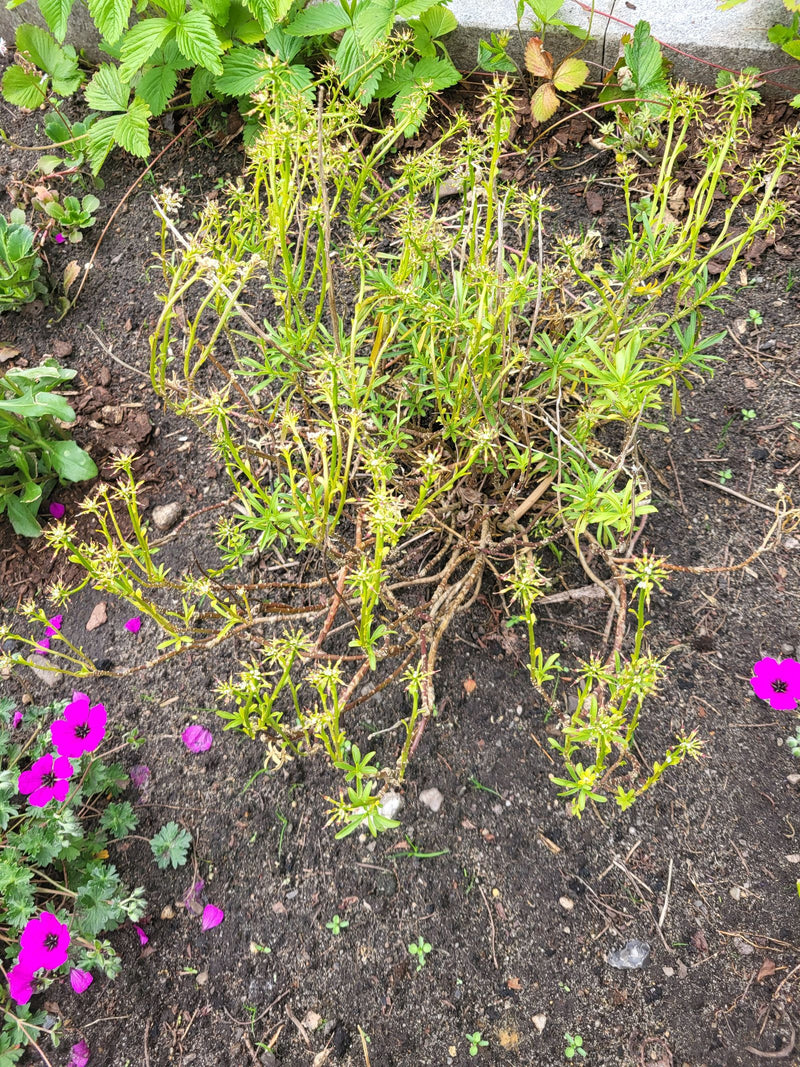 Asperula — foto 3 di 14