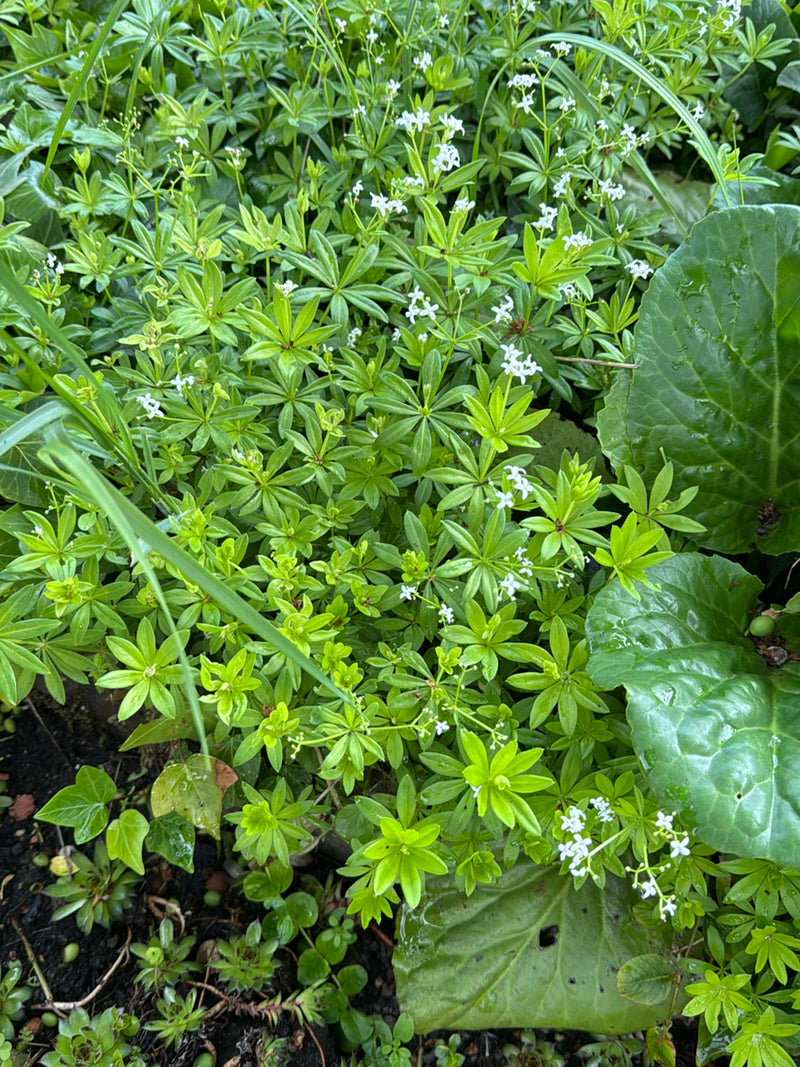 L'immagine mostra un denso tappeto di trifoglio spiantato con caratteristiche foglie verticillate e piccoli fiori bianchi.