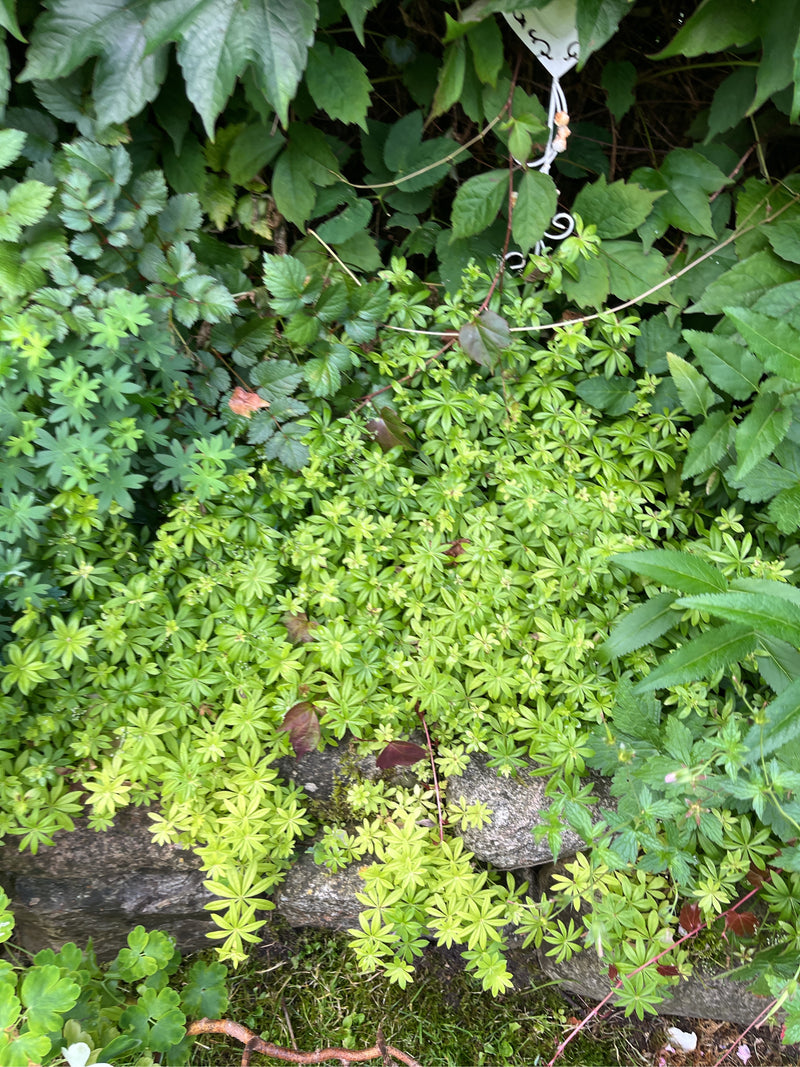 Si vede un tappeto denso di trifoglio spino con le sue caratteristiche foglie verticillate, che cresce su un muro di pietra.