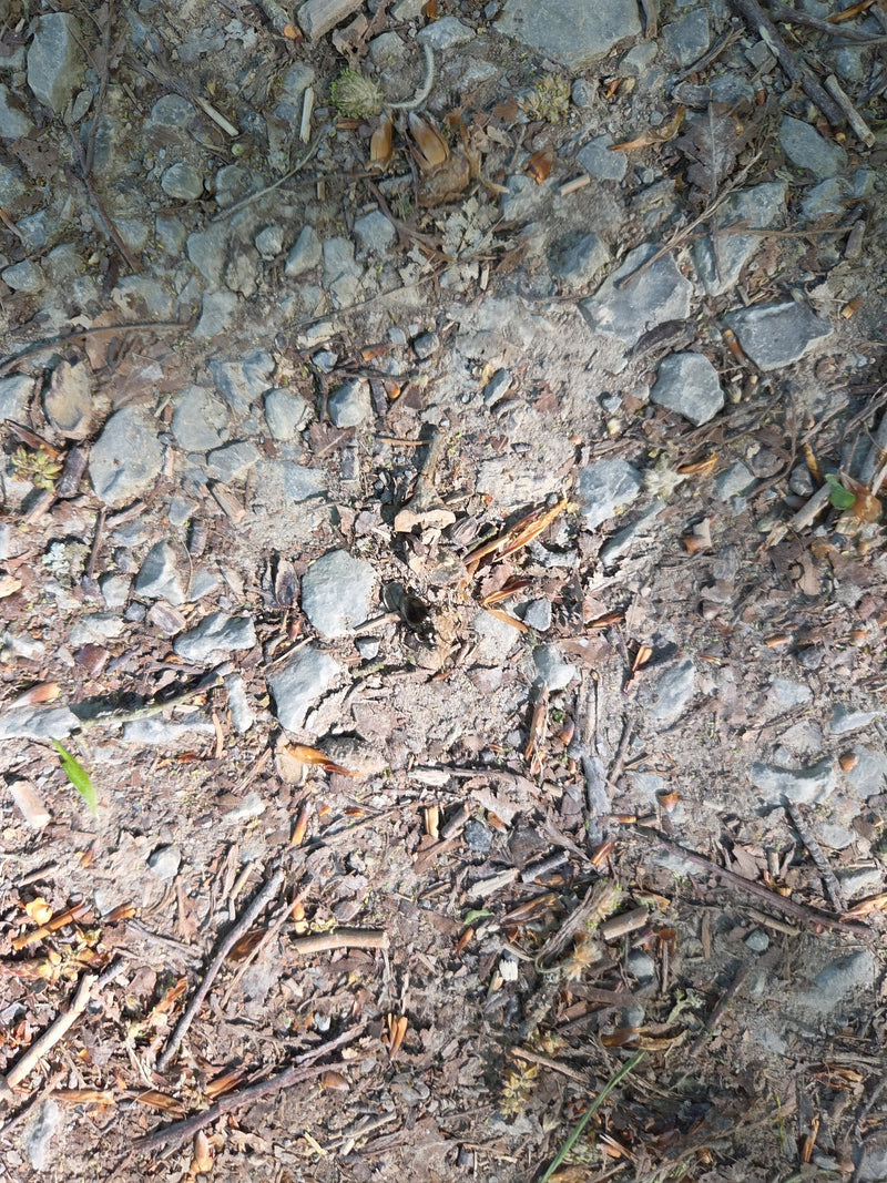 Scarabeo stercorario della foresta — Bild 2