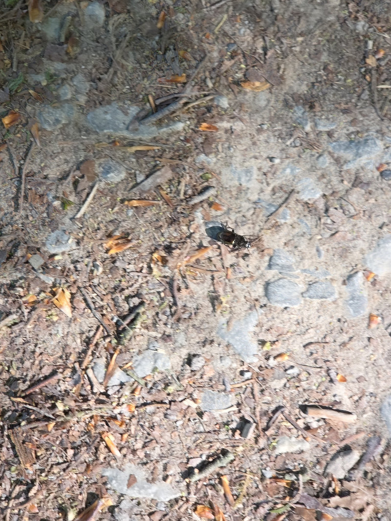 Scarabeo stercorario della foresta — Bild 1
