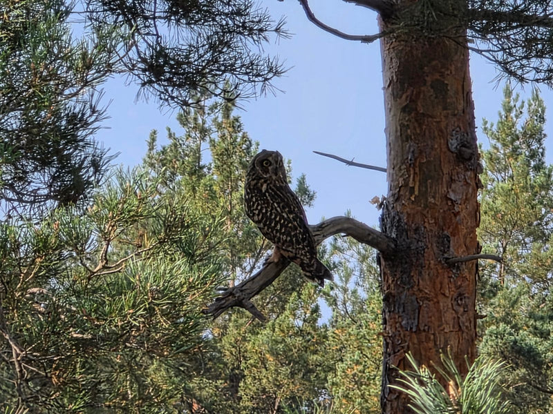 Un gufo comune è appollaiato su un ramo di pino e guarda di lato.