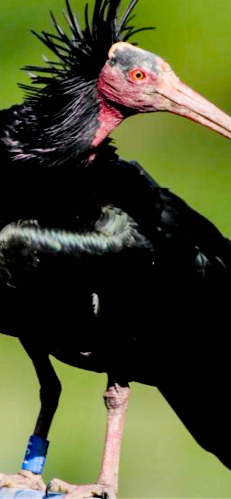 Waldrapp — Bild 3