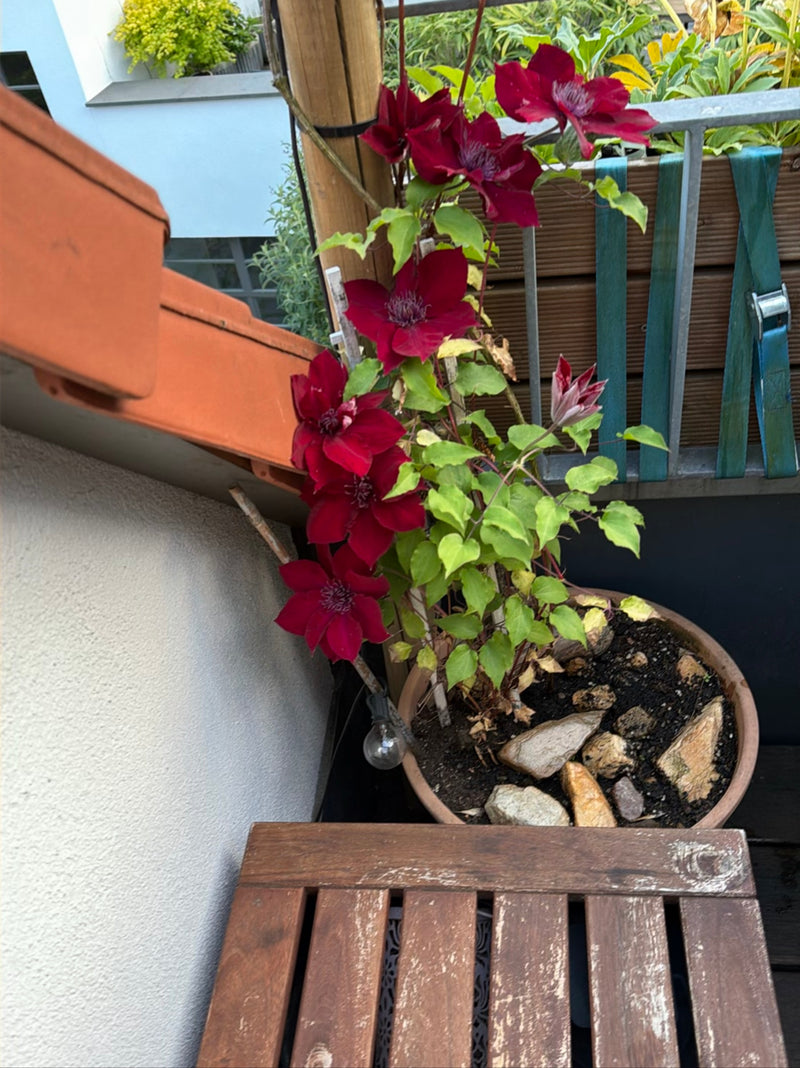 Clematide — Bild 1