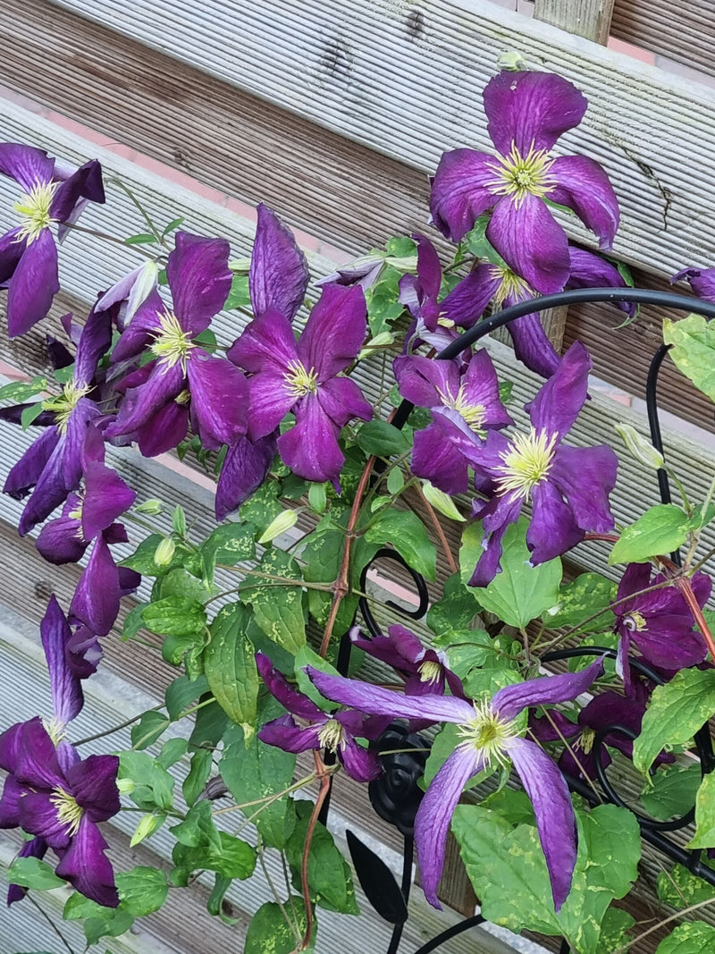 Si vede una clematide in piena fioritura con numerosi fiori viola e foglie verdi. La pianta si arrampica davanti a una parete di legno chiaro.