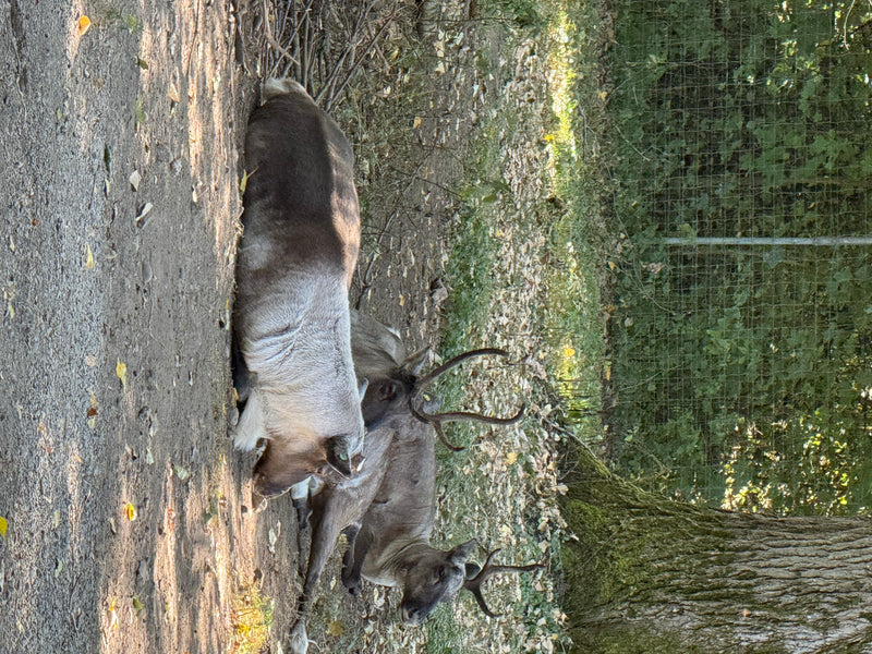 Waldrentier — foto 1 di 3