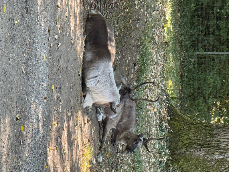 Waldrentier — foto 2 di 3