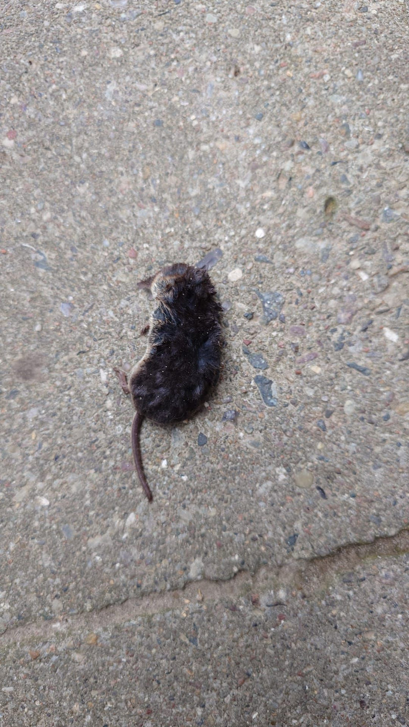 Woodshrew — Bild 1