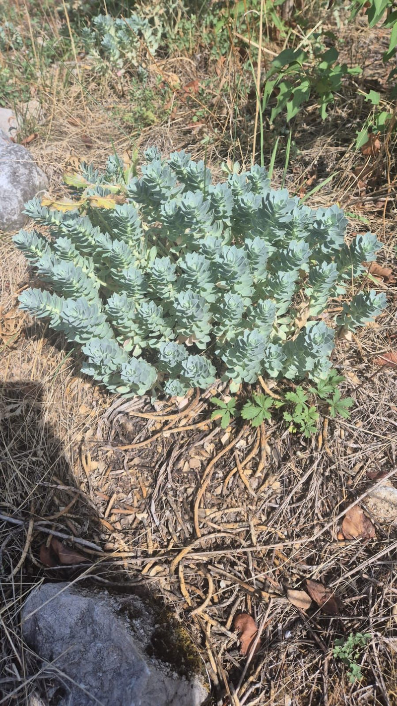 Si vede un'euforbia mirsinite con i caratteristici getti densamente ricoperti di foglie verde-azzurre. La pianta cresce su terreno secco con sassi.