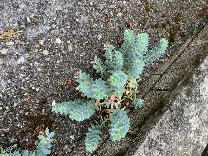 L'immagine mostra un euforbia mirtoite con caratteristiche foglie carnose disposte a spirale. La pianta cresce vicino a un muro di cemento su terreno ghiaioso.