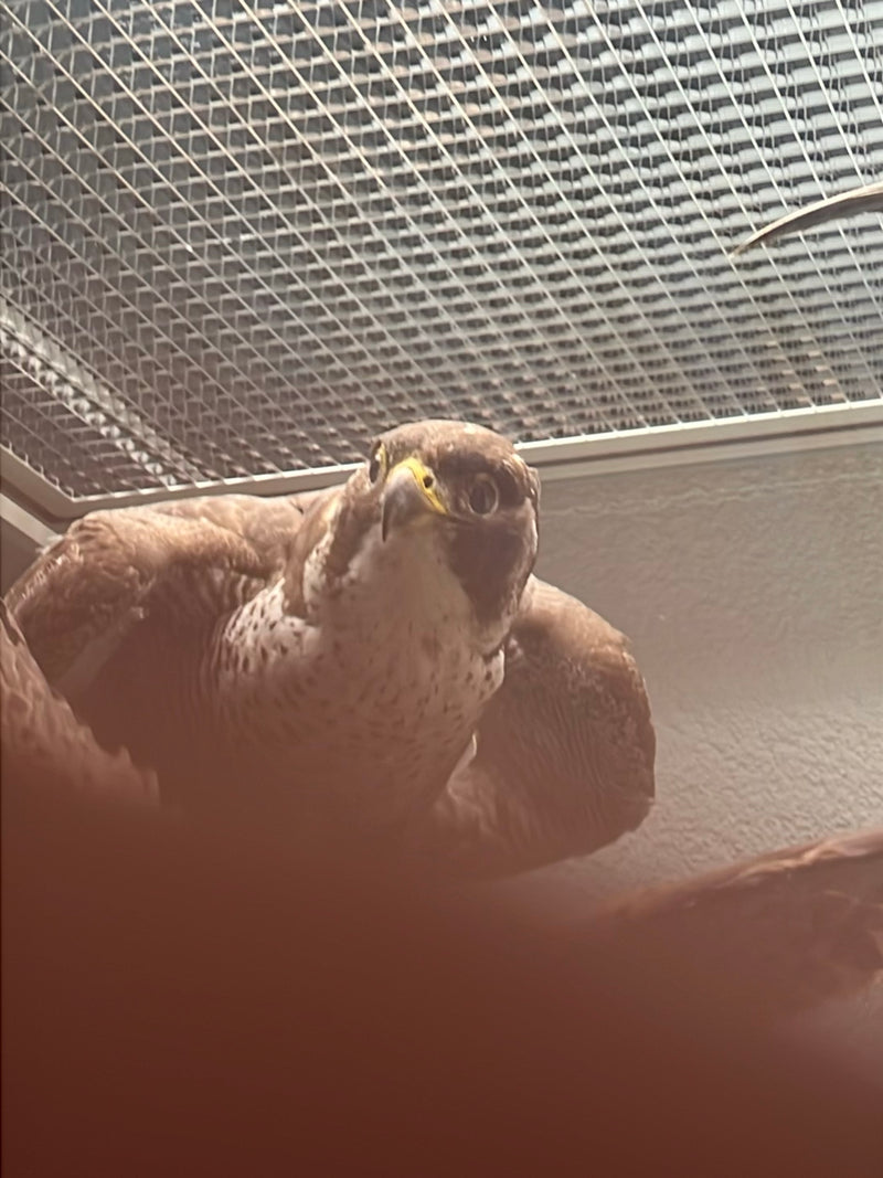 Falco pellegrino — foto 1 di 1