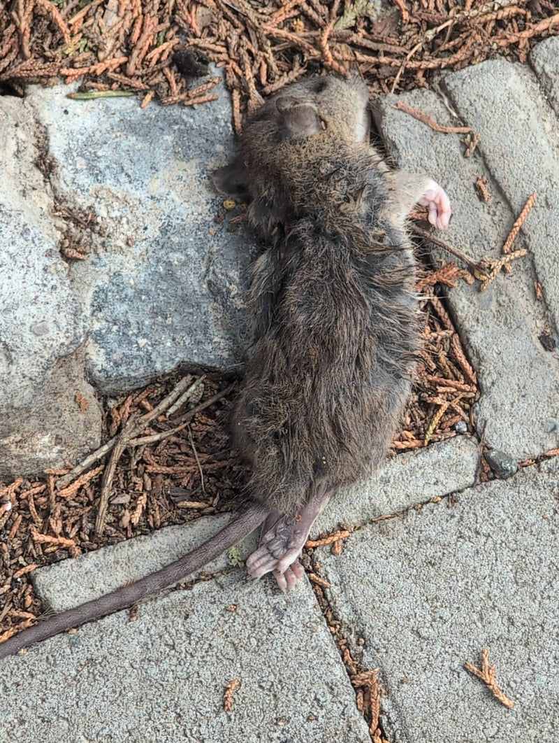 ratto marrone — Bild 1