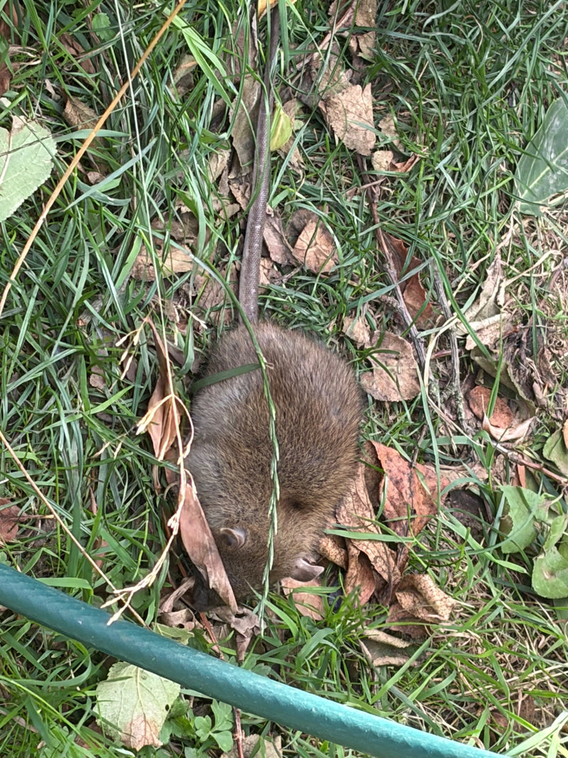 Un grosso ratto marrone è chiaramente visibile seduto nell'erba tra le foglie. La sua lunga coda e la pelliccia sono ben riconoscibili.
