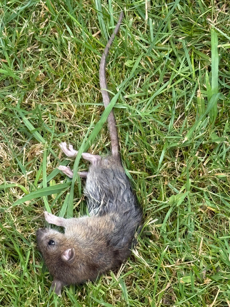 L'immagine mostra un ratto delle chiaviche morto sdraiato sull'erba di un prato.