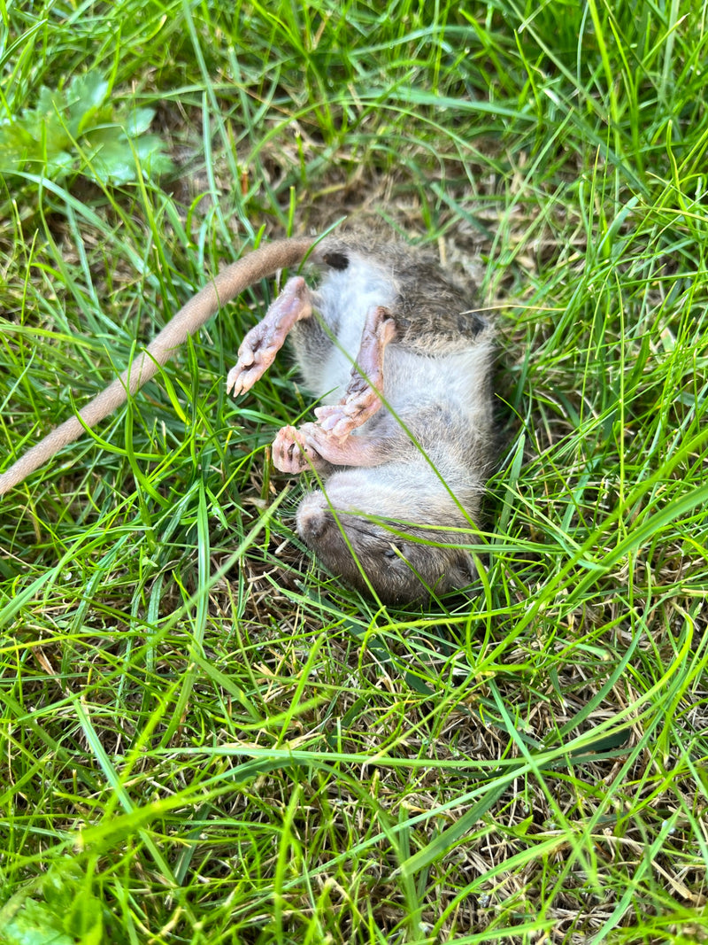 Un ratto grigio morto giace sulla schiena in un prato verde. La sua lunga coda e le zampe rosa sono ben visibili.