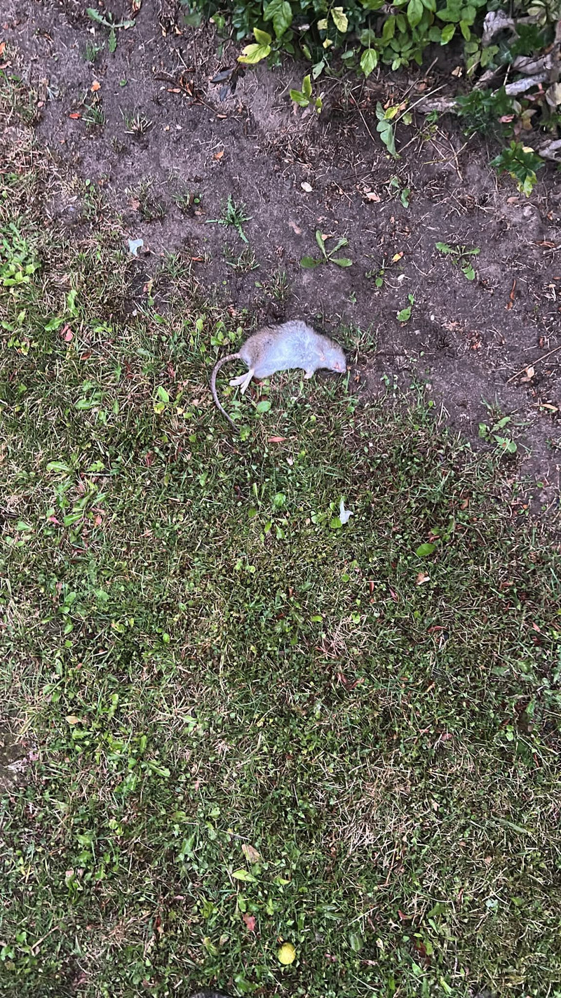 Un ratto marrone morto giace su un prato vicino alla terra. L'animale è chiaramente visibile dall'alto.
