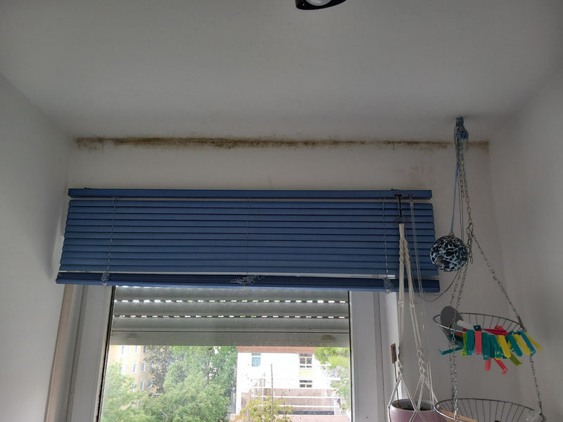 L'annaffiatoio nero ammuffisce — foto 1 di 11