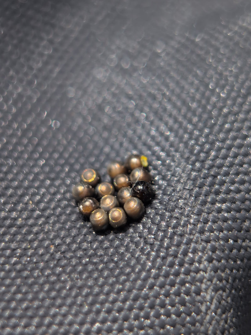 L'immagine mostra un gruppo compatto di piccole uova di cimice dai riflessi metallici depositate su una superficie tessile scura. Una delle uova è già aperta...