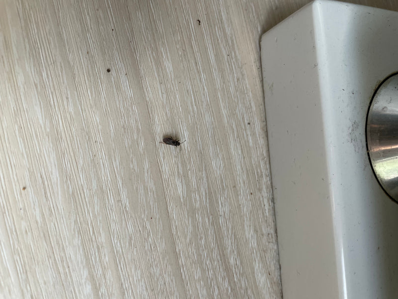 L'immagine mostra una piccola cimice seduta su un pavimento di legno chiaro vicino a un oggetto bianco.