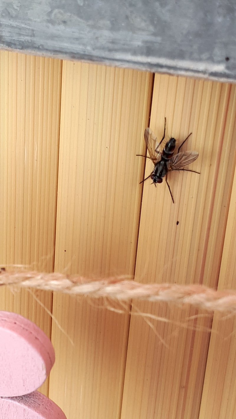 Mosca del bruco (genere Cylindromyia) — foto 2 di 3