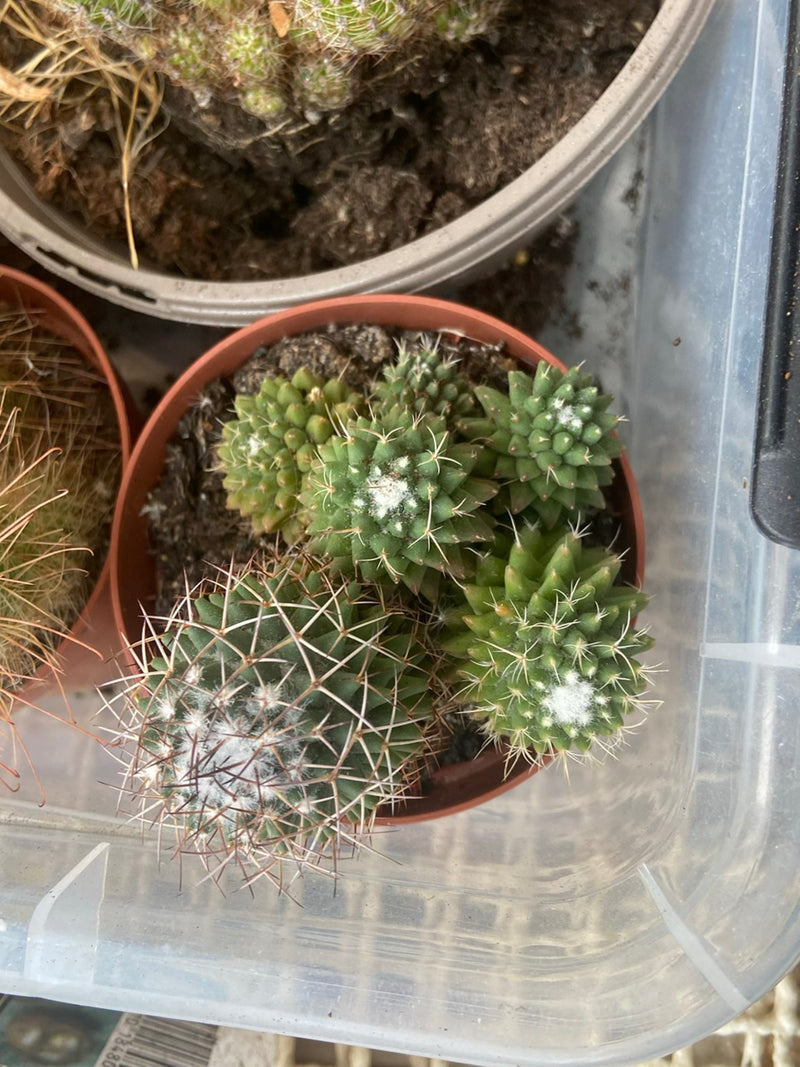 Cactus verrucoso — Bild 1