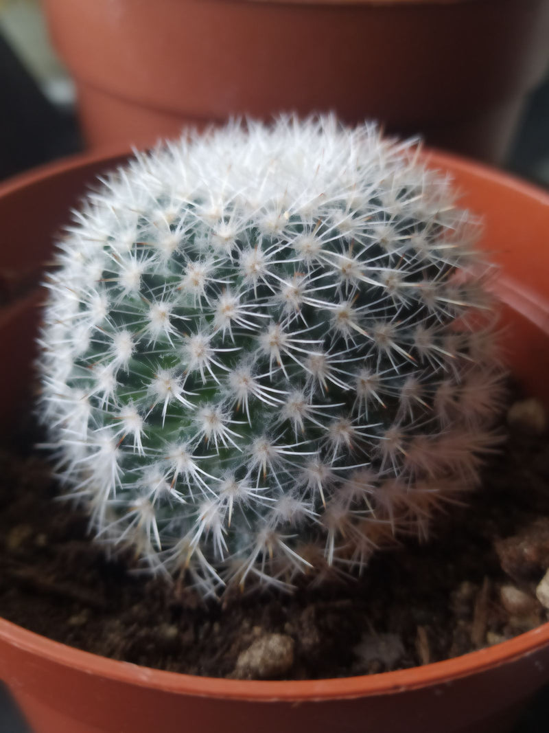 Cactus verrucoso — Bild 2