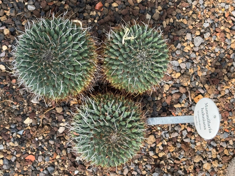 Tre esemplari sferici di Mammillaria hahniana crescono l'uno accanto all'altro su terreno ghiaioso vicino a un cartellino.