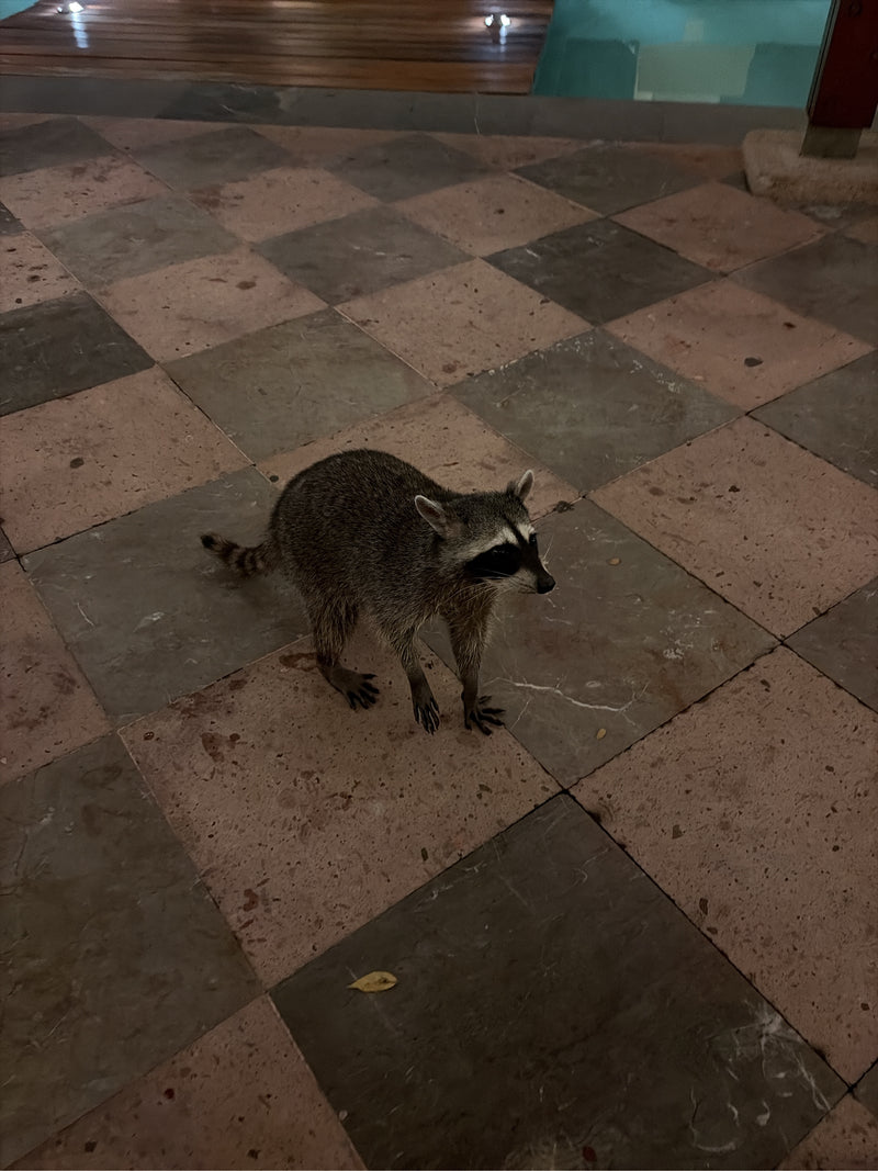 Un procione si trova di notte su un pavimento esterno piastrellato vicino a una piscina.