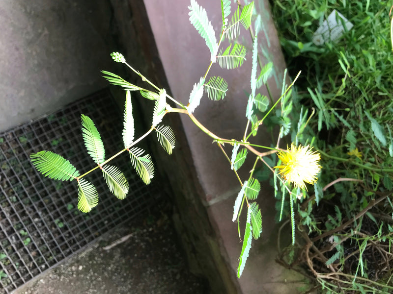 Wasser-Mimose — foto 2 di 3