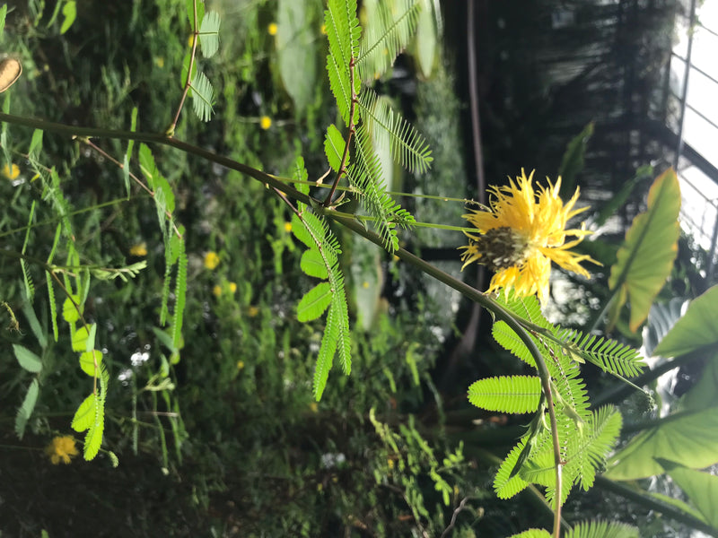 Wasser-Mimose — foto 3 di 3
