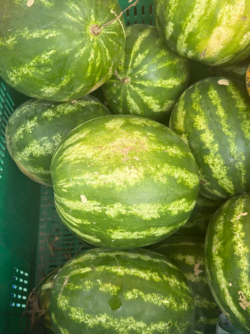 Diversi cocomeri maturi con il tipico motivo a strisce sono ammassati in una cassetta di trasporto verde.