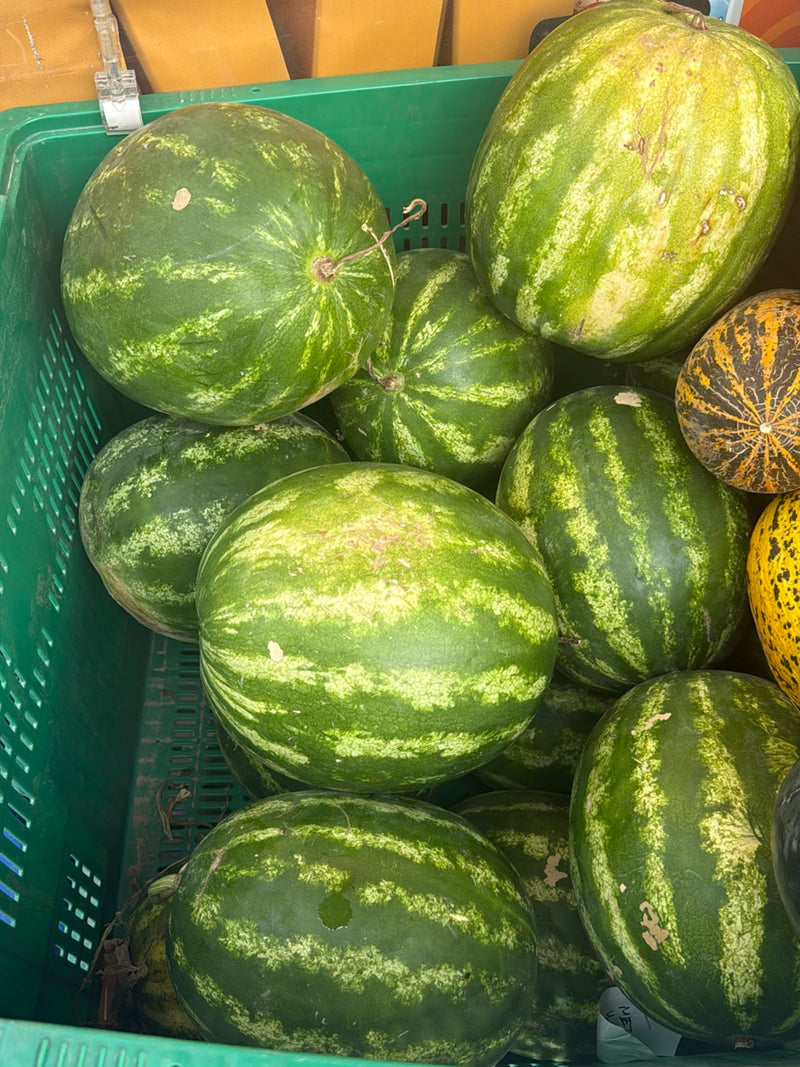 L'immagine mostra diversi cocomeri maturi con la buccia a strisce verdi. Sono stipati in una cassetta di trasporto verde.