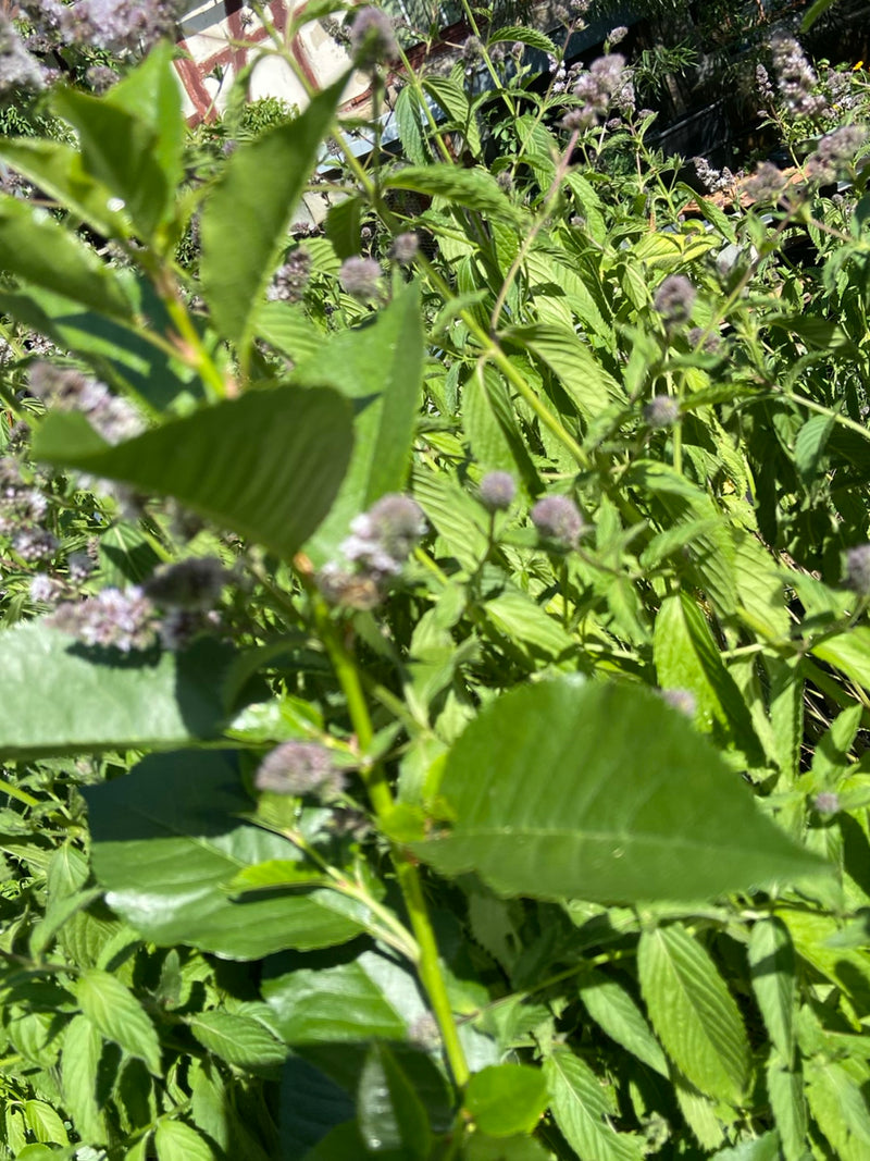 È visibile una pianta di menta acquatica sana con foglie verdi e piccole infiorescenze. La pianta è all'aperto.