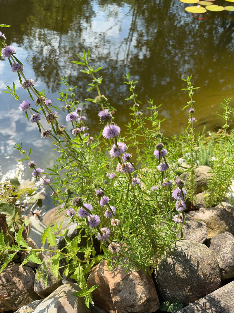 Si vede una menta acquatica in fiore sulla riva sassosa di un stagno. La pianta mostra le sue tipiche infiorescenze viola chiaro.