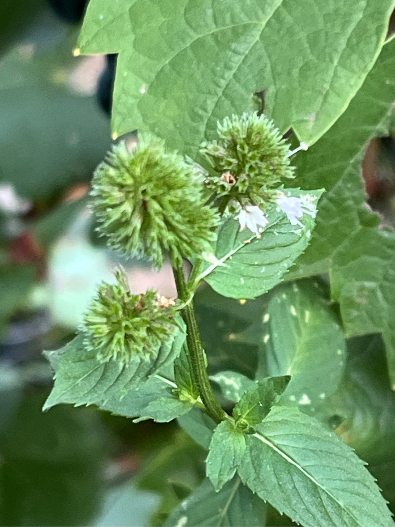 Si vede una menta acquatica con tipiche foglie dentate e infiorescenze sferiche. La pianta è in fase di fioritura.